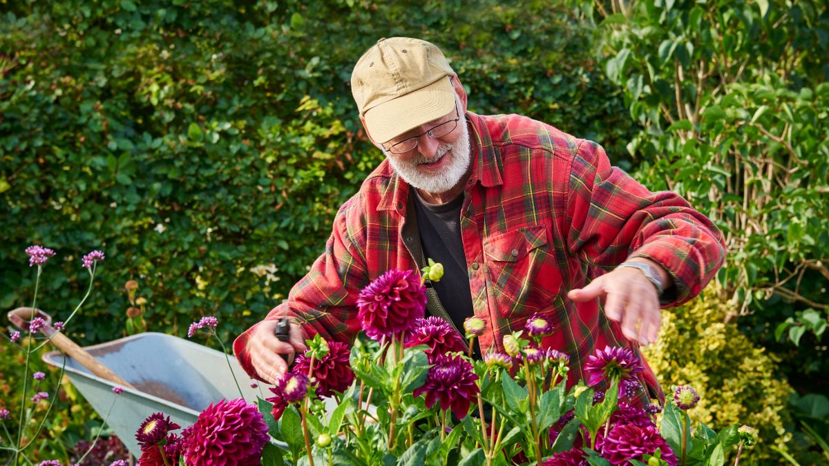 An old man gardening